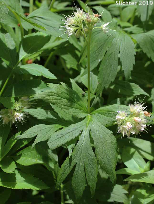 Fendler's Waterleaf: Hydrophyllum fendleri var. fendleri