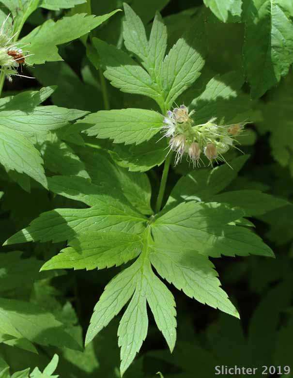 Fendler's Waterleaf: Hydrophyllum fendleri var. fendleri