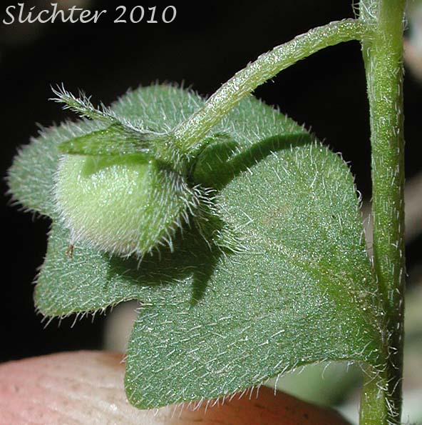 Developing fruit of Austin's Small-flowered Nemophila, Small-flowered Nemophila, Wood's Nemophila: Nemophila parviflora var. austiniae