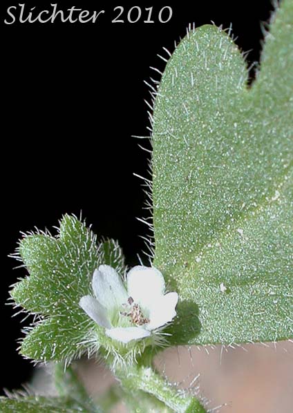 Close-up of the flower and leaf of Austin's Small-flowered Nemophila, Small-flowered Nemophila, Wood's Nemophila: Nemophila parviflora var. austiniae