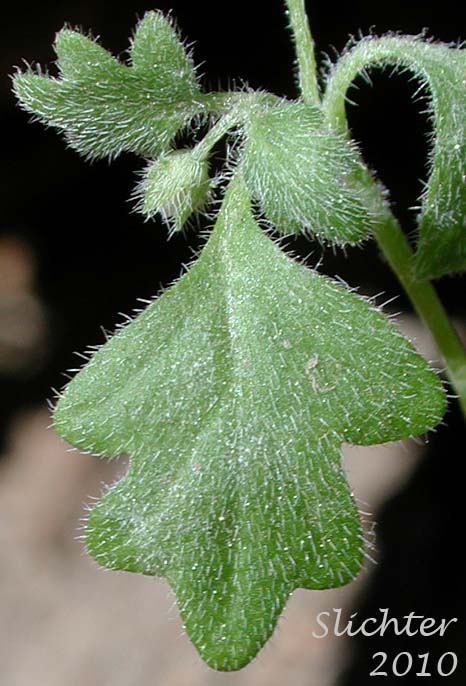 Leaf of Austin's Small-flowered Nemophila, Small-flowered Nemophila, Wood's Nemophila: Nemophila parviflora var. austiniae