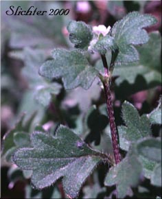 Austin's Small-flowered Nemophila, Small-flowered Nemophila, Wood's Nemophila: Nemophila parviflora var. austiniae