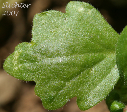 Stem leaf of Austin's Small-flowered Nemophila, Small-flowered Nemophila, Wood's Nemophila: Nemophila parviflora var. austiniae