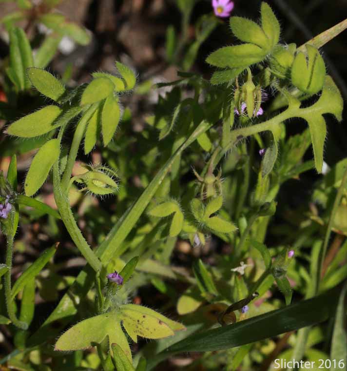 Great Basin Baby-blue-eyes, Basin Nemophila, Great Basin Nemophila, Short-flowered Nemophila: Nemophila breviflora