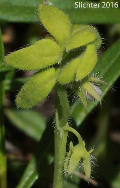 Great Basin Baby-blue-eyes, Basin Nemophila, Great Basin Nemophila, Short-flowered Nemophila: Nemophila breviflora