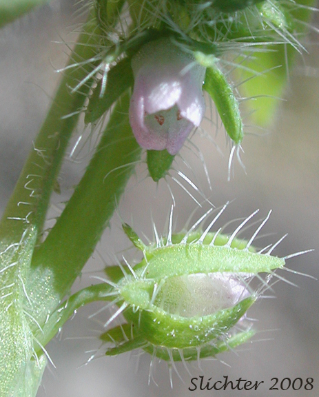 Petals and sepals of Great Basin Baby-blue-eyes, Basin Nemophila, Great Basin Nemophila, Short-flowered Nemophila: Nemophila breviflora