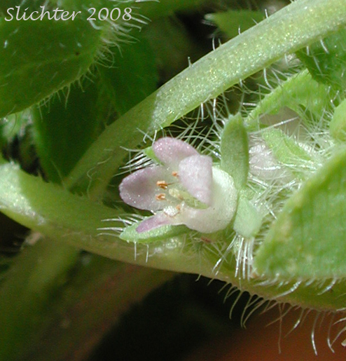 Flower of Great Basin Baby-blue-eyes, Basin Nemophila, Great Basin Nemophila, Short-flowered Nemophila: Nemophila breviflora
