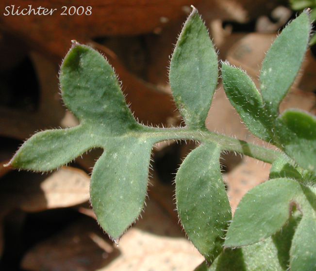 Stem leaf of Great Basin Baby-blue-eyes, Basin Nemophila, Great Basin Nemophila, Short-flowered Nemophila: Nemophila breviflora