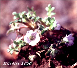 Little-foot Nemophila, Meadow Baby-blue-eyes, Meadow Nemophila, Spreading Nemophila: Nemophila pedunculata (Synonym: Viticella pedunculata)