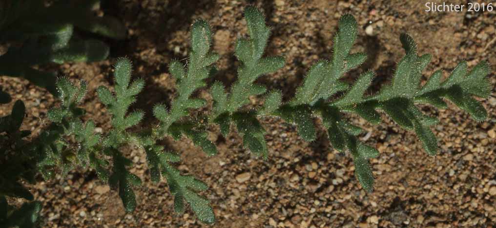 Sand Phacelia, Two-color Phacelia: Phacelia bicolor var. leibergii (Synonym: Phacelia leibergii)