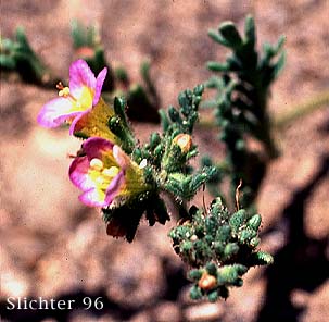 Sand Phacelia, Two-color Phacelia: Phacelia bicolor var. leibergii (Synonym: Phacelia leibergii)