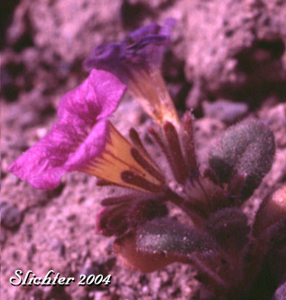 Naked-branch Phacelia, Naked-stemmed Phacelia, Thick-leaved Phacelia: Phacelia gymnoclada (Synonym: Phacelia crassifolia)