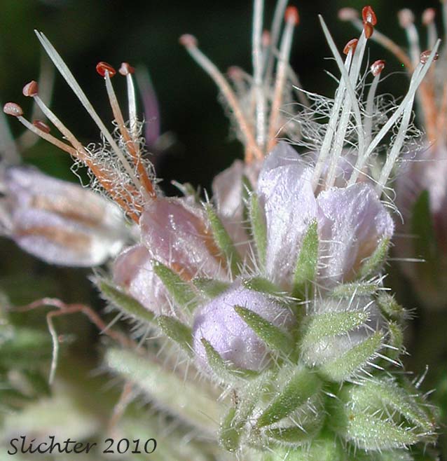 Close-up of the flowers of Purple Phacelia, Silverleaf Phacelia: Phacelia hastata var. alpina (Synonym: Phacelia alpina. May also be lumped into Phacelia hastata var. hastata in Washington and on the USDA website.)