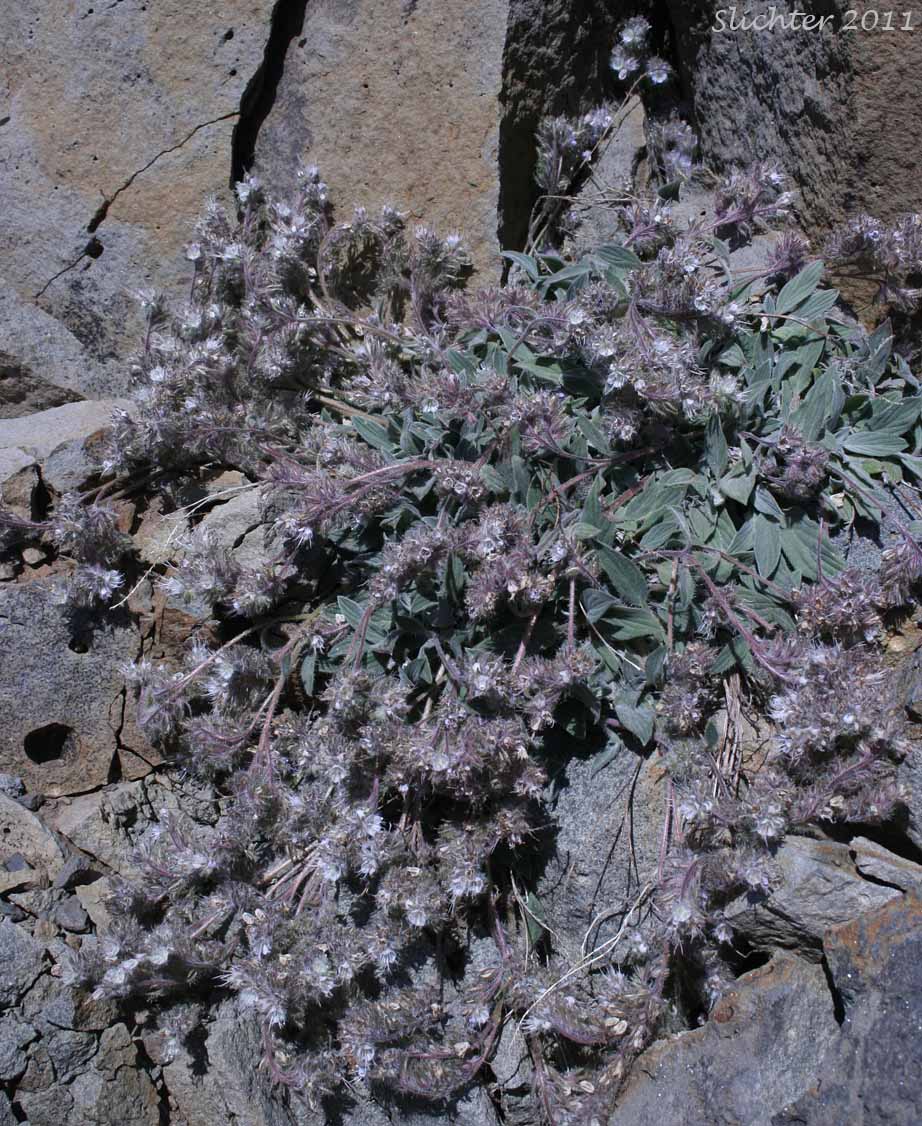 Purple Phacelia, Silverleaf Phacelia: Phacelia hastata var. alpina (Synonym: Phacelia alpina. May also be lumped into Phacelia hastata var. hastata in Washington and on the USDA website.)