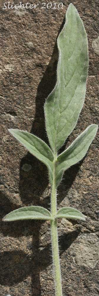 Lobed leaf of Varied-leaf Phacelia, Varileaf Phacelia: Phacelia heterophylla ssp. virgata (Synonyms: Phacelia heterophylla var. virgata, Phacelia virgata)