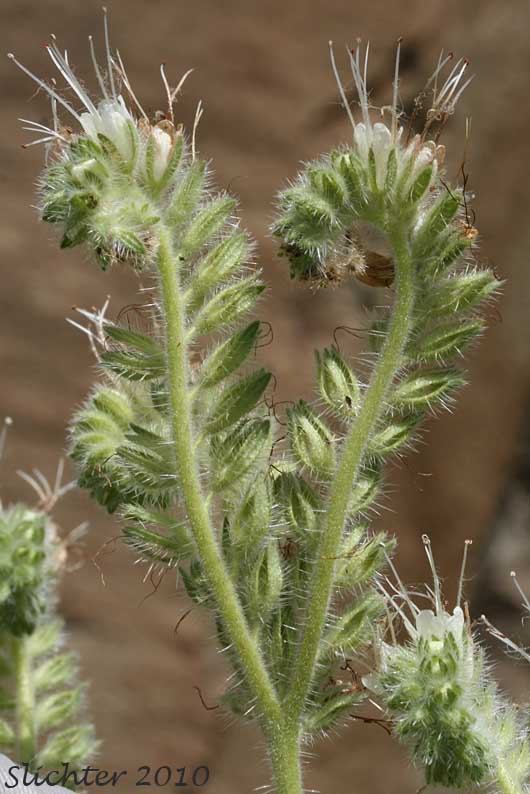 Close-up of the inflorescence of Varied-leaf Phacelia, Varileaf Phacelia: Phacelia heterophylla ssp. virgata (Synonyms: Phacelia heterophylla var. virgata, Phacelia virgata)