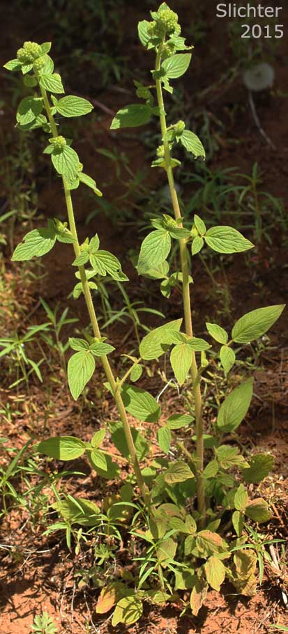 Varied-leaf Phacelia, Varileaf Phacelia: Phacelia heterophylla ssp. virgata (Synonyms: Phacelia heterophylla var. virgata, Phacelia virgata)