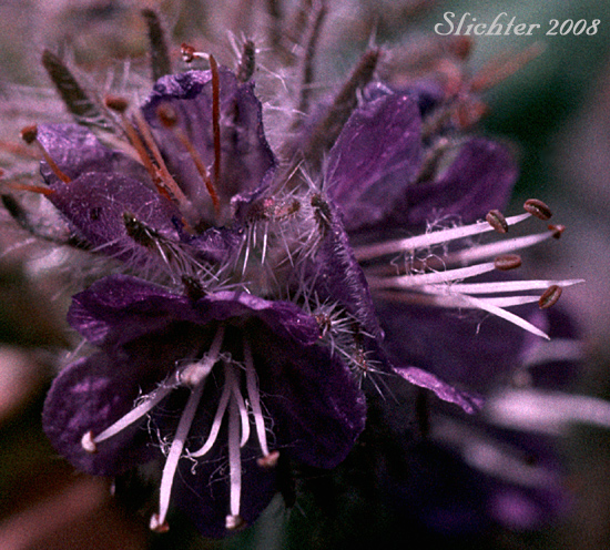 Close-up of the flowers of Humble Phacelia, Low Phacelia: Phacelia humilis (Synonym: Phacelia humilis var. humilis)
