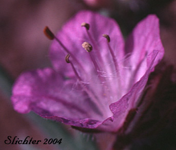 Close-up of a flower of Carson's Phacelia, Threadleaf Phacelia, Thread-leaf Scorpion-weed, Thread-leaf Phacelia: Phacelia linearis