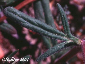 Close-up of a stem leaf of Carson's Phacelia, Threadleaf Phacelia, Thread-leaf Scorpion-weed, Thread-leaf Phacelia: Phacelia linearis