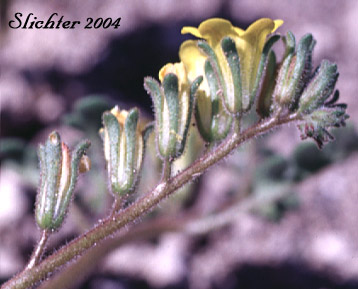 Inflorescence of Yellow Phacelia: Phacelia lutea var. lutea (Synonyms: Phacelia lutea var. mackenzieorum, Phacelia lutea var. purpurascens)