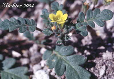 Yellow Phacelia: Phacelia lutea var. lutea (Synonyms: Phacelia lutea var. mackenzieorum, Phacelia lutea var. purpurascens)