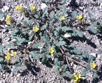 Yellow Phacelia: Phacelia lutea var. lutea (Synonyms: Phacelia lutea var. mackenzieorum, Phacelia lutea var. purpurascens)