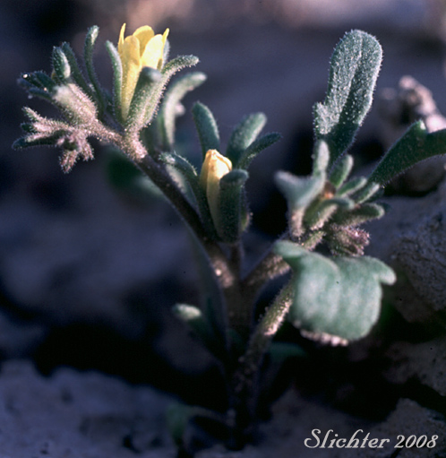 Yellow Phacelia: Phacelia lutea var. lutea (Synonyms: Phacelia lutea var. mackenzieorum, Phacelia lutea var. purpurascens)