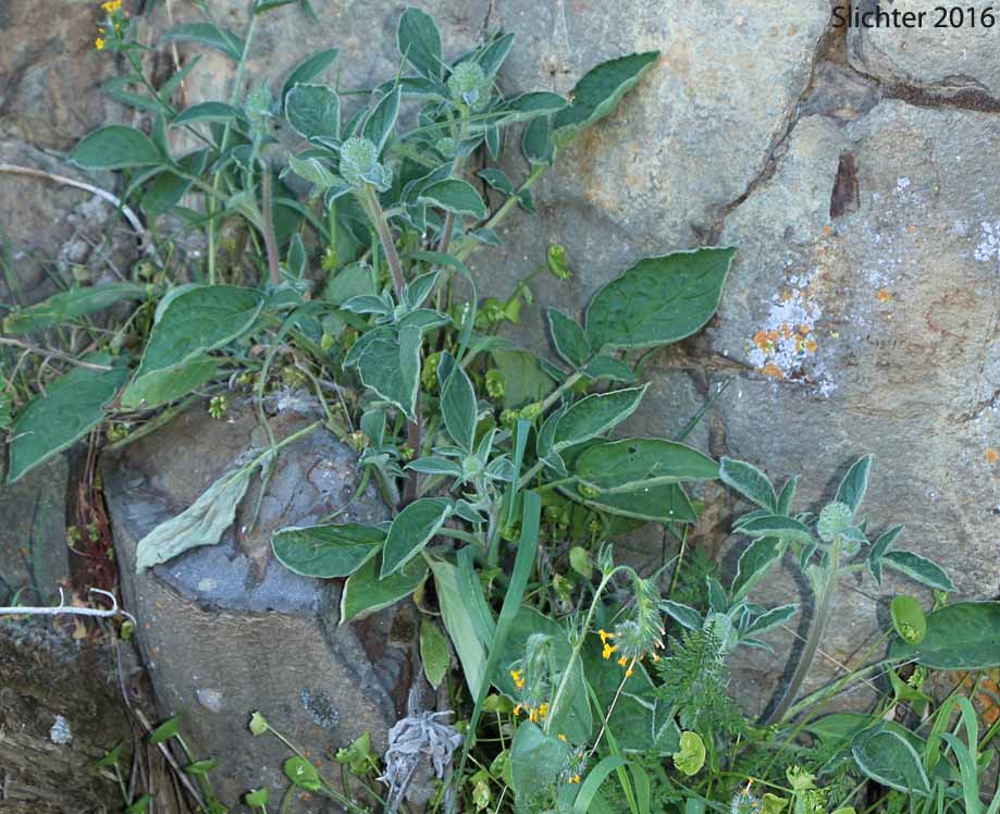 Changeable Phacelia, Changeable Scorpion Weed: Phacelia mutabilis (Synonym: Phacelia heterophylla var. pseudohispida)