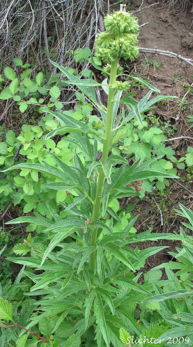 Tall Phacelia, Tall Scorpionweed, Tall Scorpion-weed: Phacelia procera