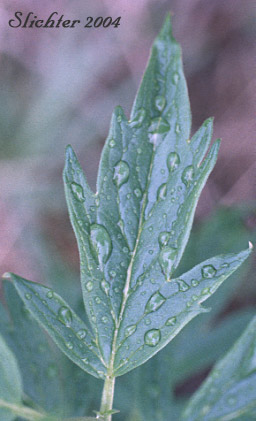 Stem leaf of Tall Phacelia, Tall Scorpionweed, Tall Scorpion-weed: Phacelia procera