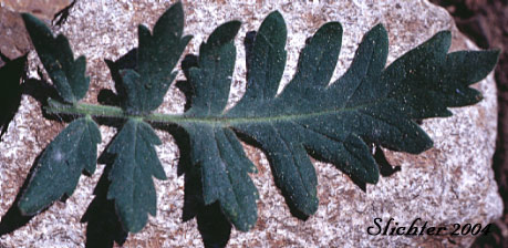 Leaf of Branched Phacelia: Phacelia ramosissima