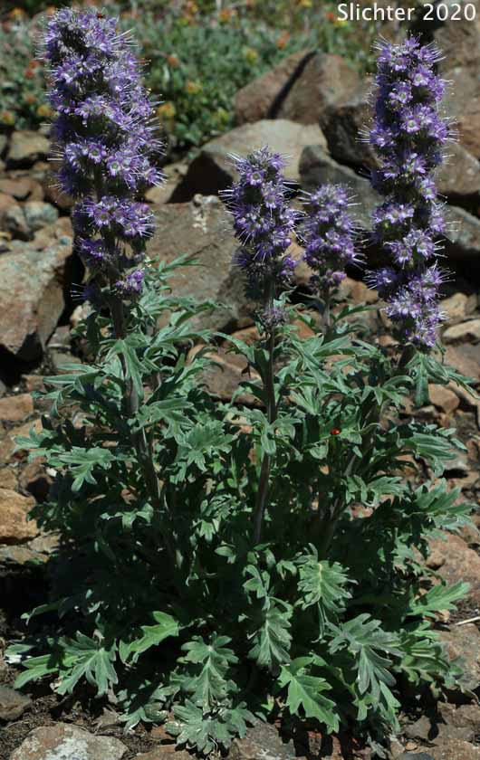 Blue Alpine Phacelia, Gray Phacelia, Purplefringe, Silky Phacelia: Phacelia sericea var. ciliosa (Synonyms: Phacelia ciliosa, Phacelia sericea ssp. ciliosa)
