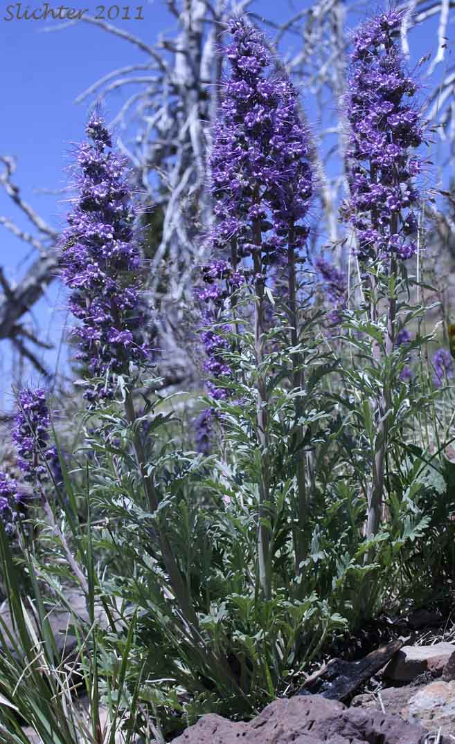 Blue Alpine Phacelia, Gray Phacelia, Purplefringe, Silky Phacelia: Phacelia sericea var. ciliosa (Synonyms: Phacelia ciliosa, Phacelia sericea ssp. ciliosa)