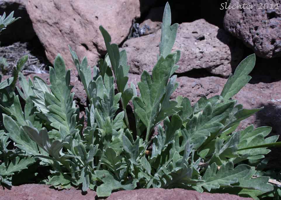 Basal leaves of Blue Alpine Phacelia, Gray Phacelia, Purplefringe, Silky Phacelia: Phacelia sericea var. ciliosa (Synonyms: Phacelia ciliosa, Phacelia sericea ssp. ciliosa)