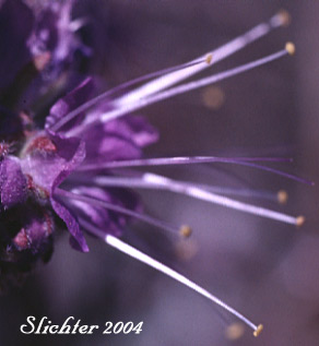 Close-up of a flower of Blue Alpine Phacelia, Gray Phacelia, Purplefringe, Silky Phacelia: Phacelia sericea var. ciliosa (Synonyms: Phacelia ciliosa, Phacelia sericea ssp. ciliosa)
