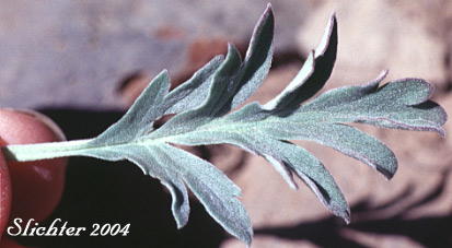 Leaf of Blue Alpine Phacelia, Gray Phacelia, Purplefringe, Silky Phacelia: Phacelia sericea var. ciliosa (Synonyms: Phacelia ciliosa, Phacelia sericea ssp. ciliosa)