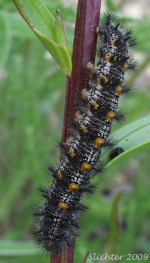Unidentified caterpillar 25