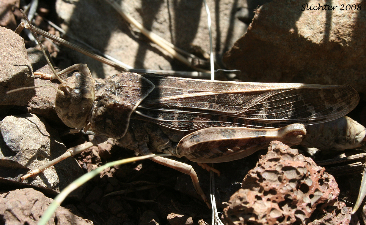 unidentified grasshopper