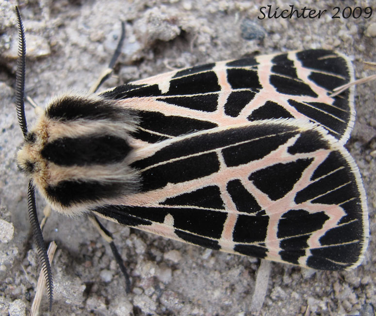 Ornate Tiger Moth: Grammia ornata