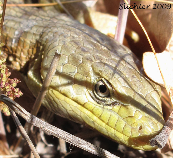 Southern Alligator Lizard: Elgaria multicarinata