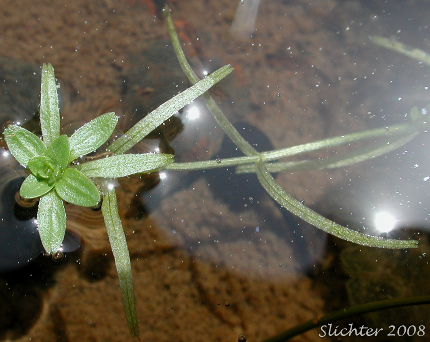 Spring Water-starwort, Spring Water Starwort, Vernal Water-starwort, Vernal Water Starwort: Callitriche palustris (Synonyms: Callitriche anceps, Callitriche palustris var. verna, Callitriche verna)