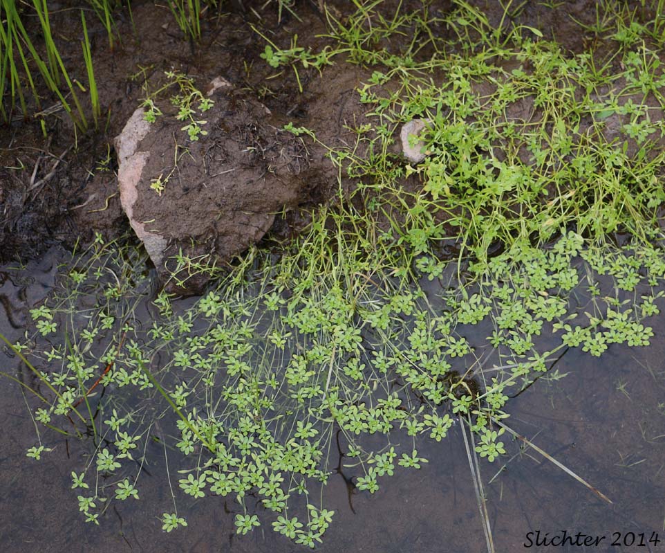 Spring Water-starwort, Spring Water Starwort, Vernal Water-starwort, Vernal Water Starwort: Callitriche palustris (Synonyms: Callitriche anceps, Callitriche palustris var. verna, Callitriche verna)