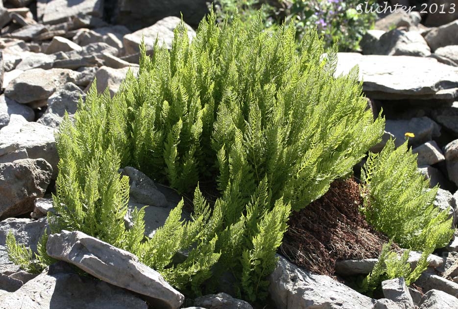 Alpine Ladyfern, American Alpine Lady Fern: Athyrium americanum