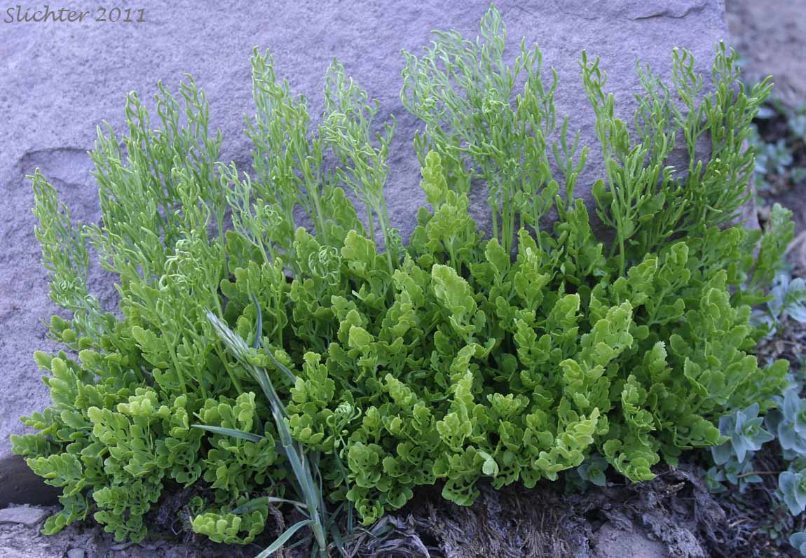 Fragile Rockbrake, Slender Rockbrake, Steller's Rockbrake: Cryptogramma stelleri (Synonym: Pteris stelleri)
