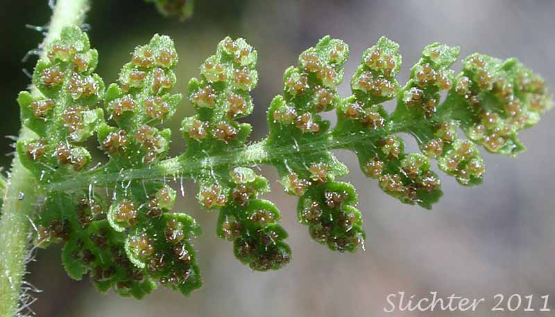 Leaflet of Brittle Bladderfern, Fragile Fern, Brittle Fern, Bladder Fern: Cystopteris fragilis (Synonyms: Cystopteris dicieana, Polypodium fragile)