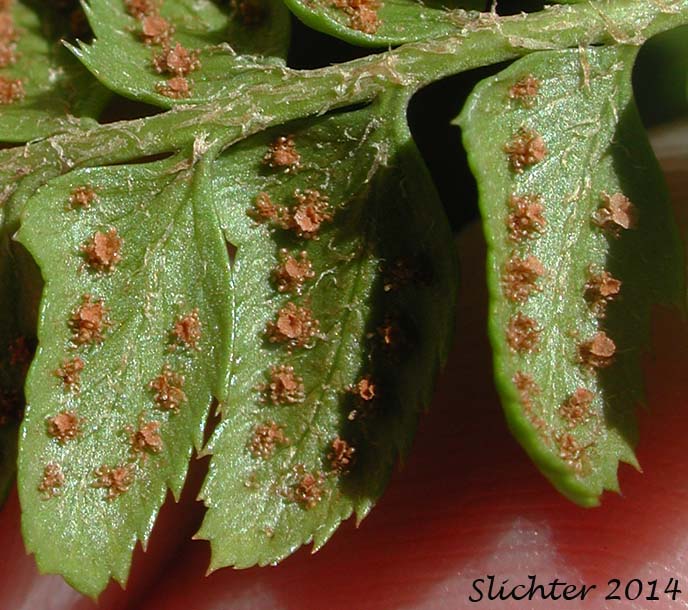 Holly Fern, Mountain Hollyfern, Northern Holly-fern: Polystichum lonchitis (Synonym: Polypodium lonchitis)
