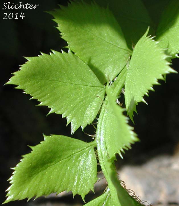 Leaflets of Holly Fern, Mountain Hollyfern, Northern Holly-fern: Polystichum lonchitis (Synonym: Polypodium lonchitis)