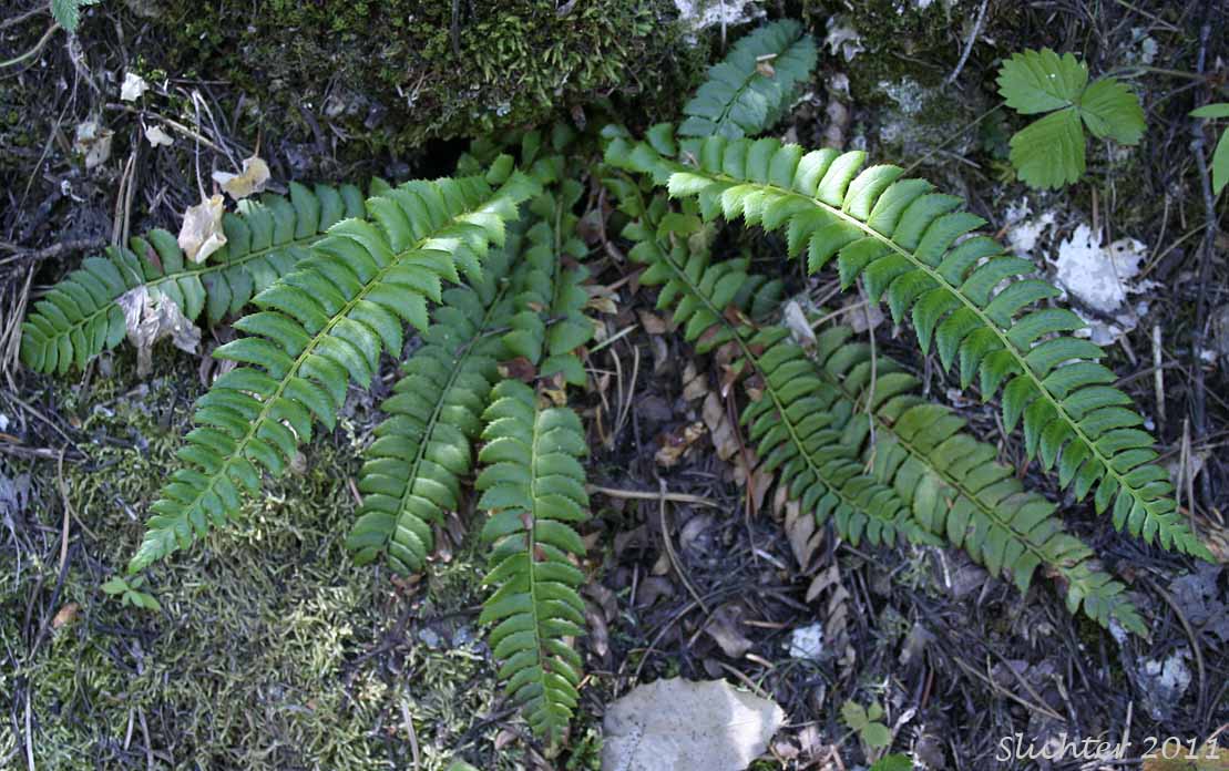 Holly Fern, Mountain Hollyfern, Northern Holly-fern: Polystichum lonchitis (Synonym: Polypodium lonchitis)