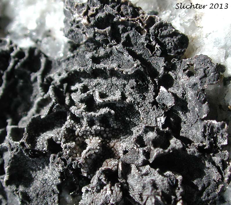 Blistered Rock Tripe, Navel Lichen: Umbilicaria hyperborea (Umbilicariaceae)